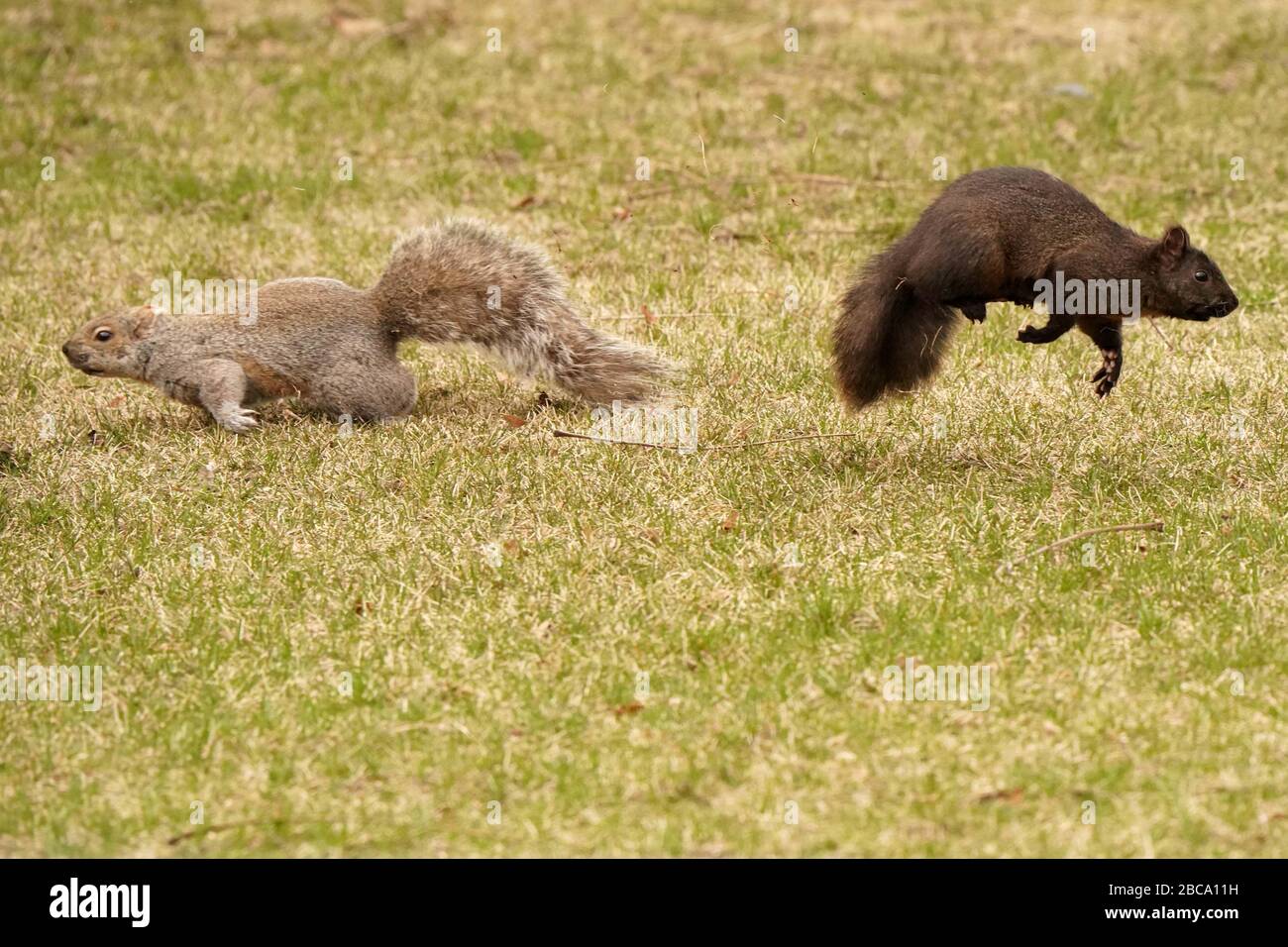 Black And Grey Squirrels Stock Photo Alamy