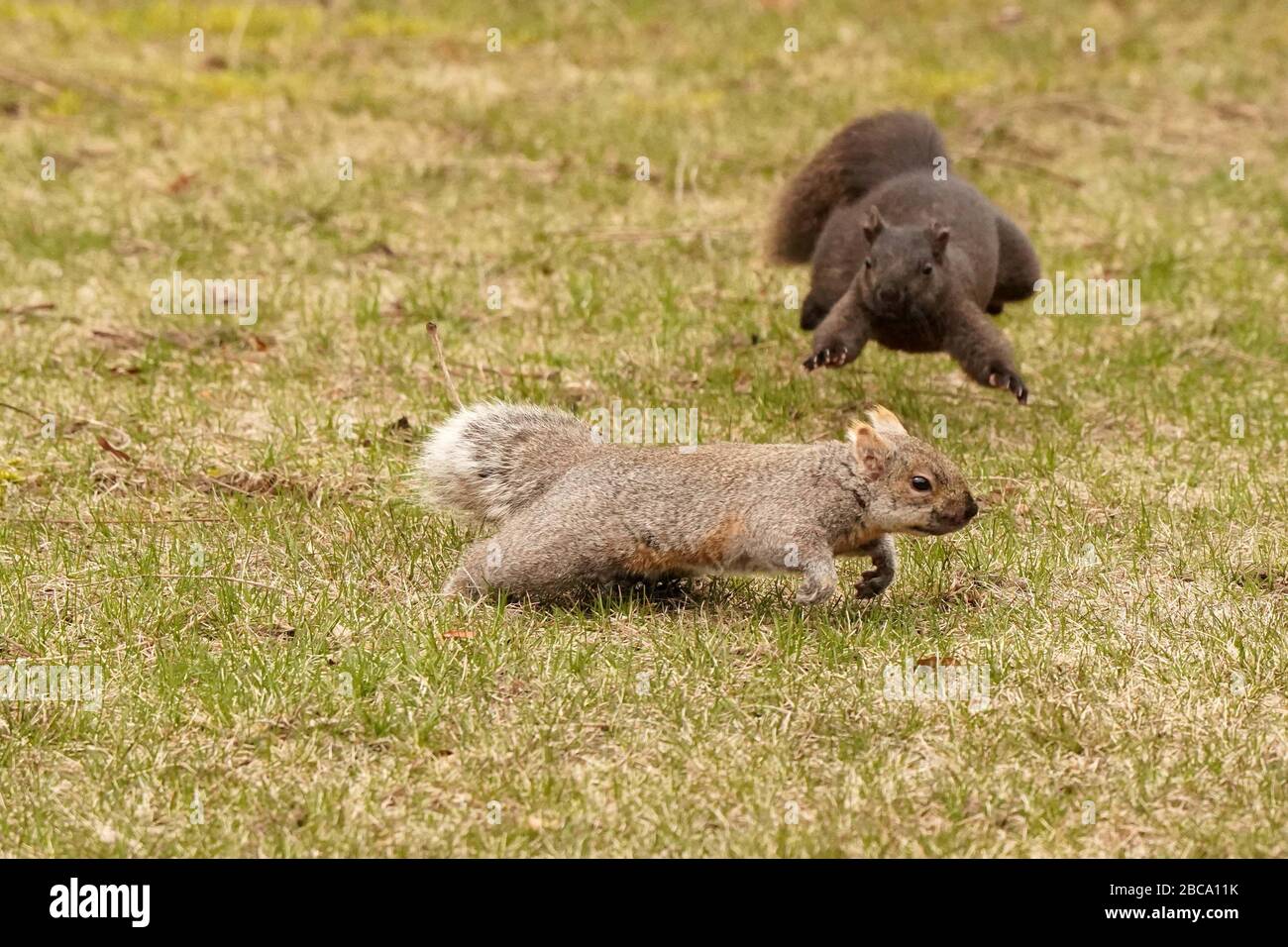 Black and grey squirrels Stock Photo