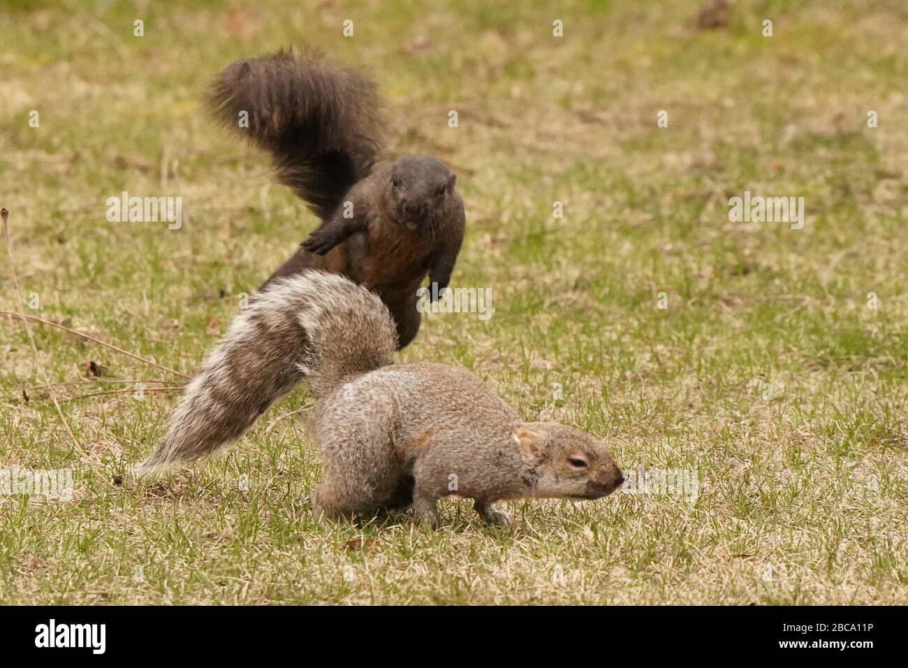 Black and grey squirrels Stock Photo