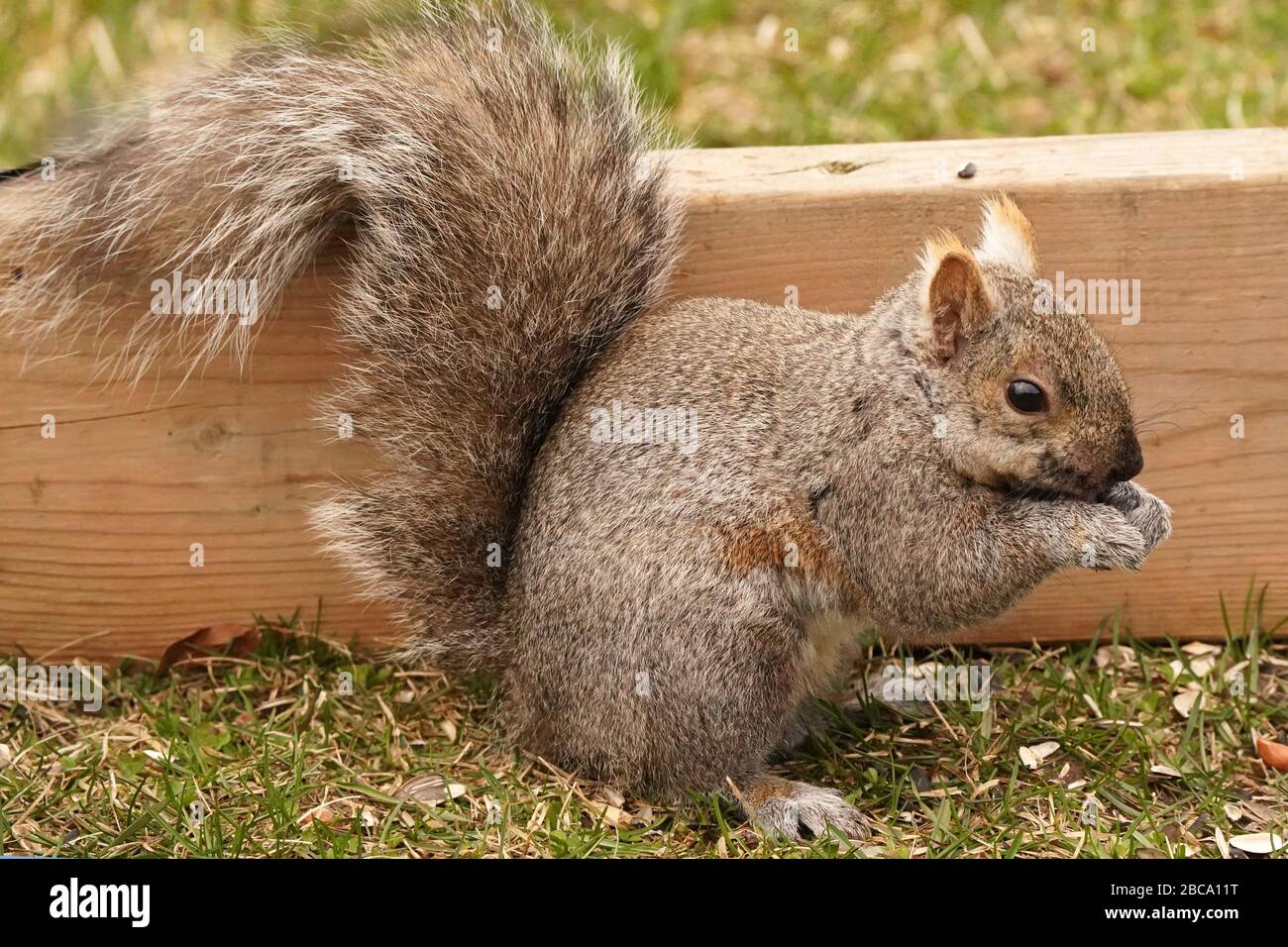 Black and grey squirrels Stock Photo