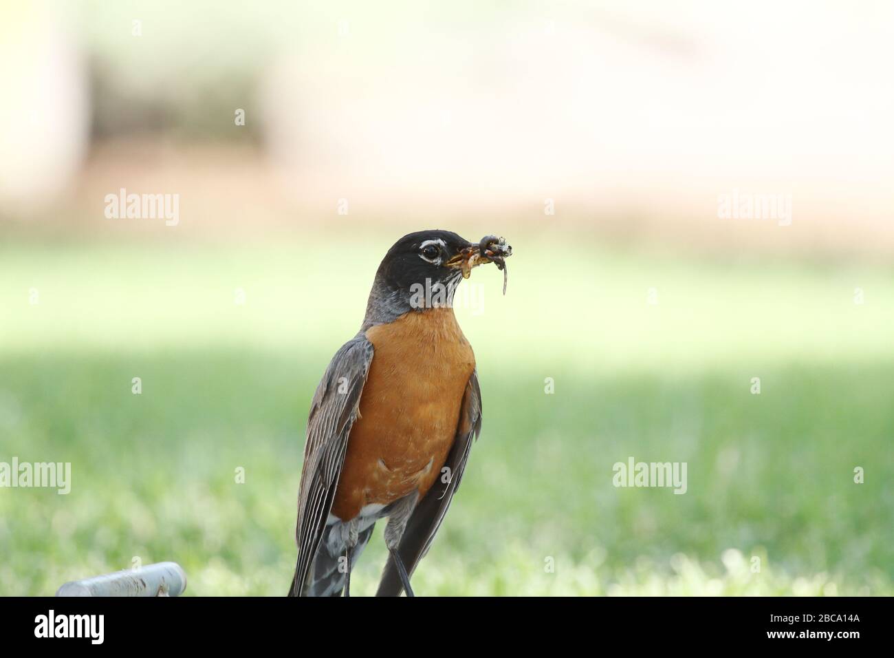 Robin eating larvae hi-res stock photography and images - Alamy