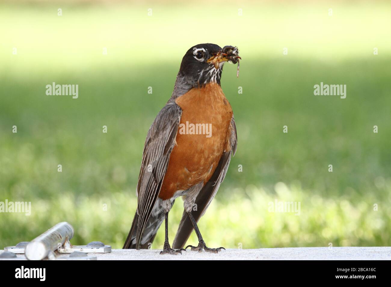 American robin (Turdus migratorious) eating insects and larvae Stock ...