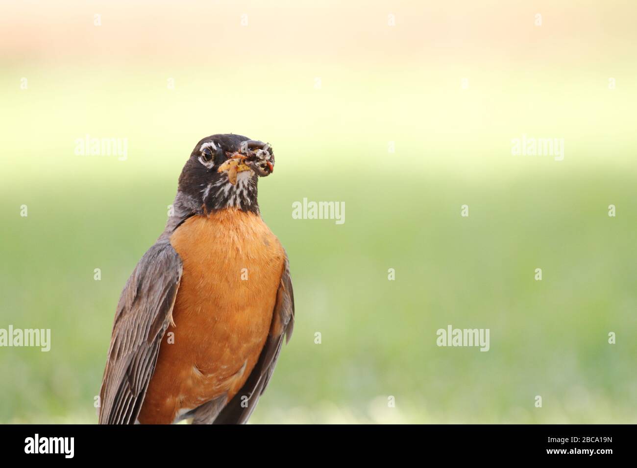 Robin eating larvae hi-res stock photography and images - Alamy