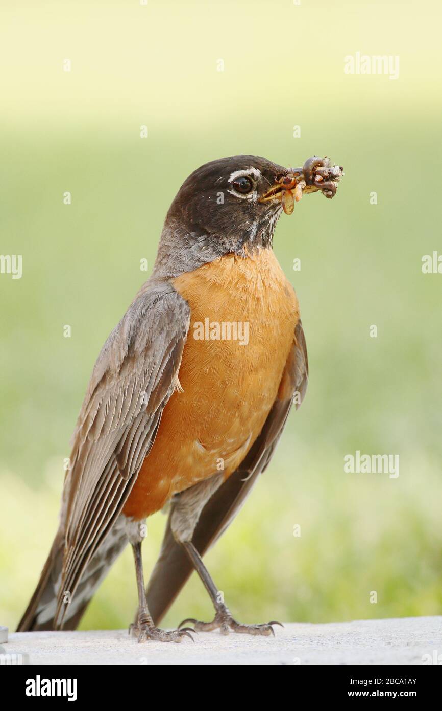 Robin eating larvae hi-res stock photography and images - Alamy