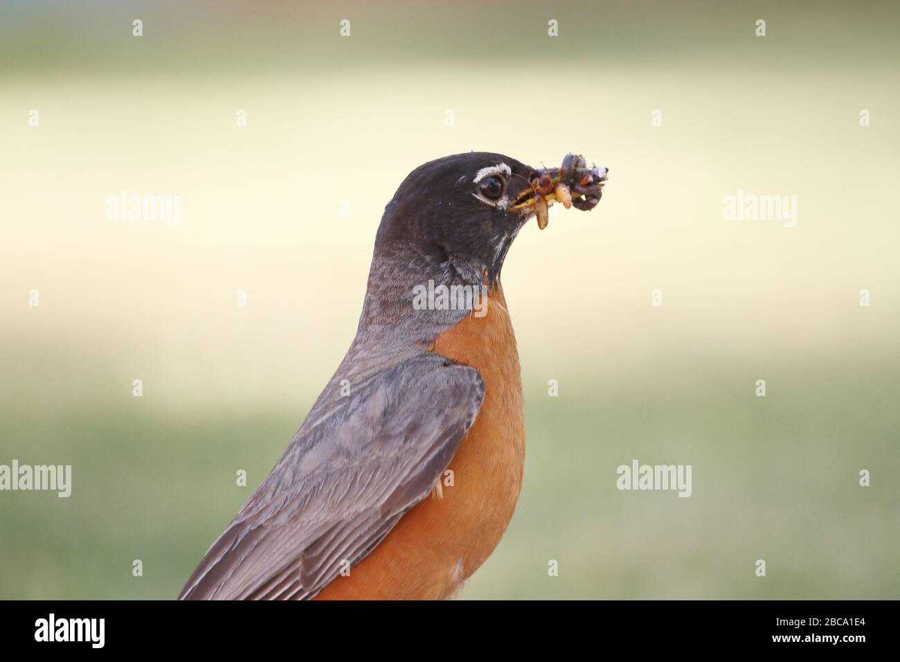 Robin eating larvae hi-res stock photography and images - Alamy