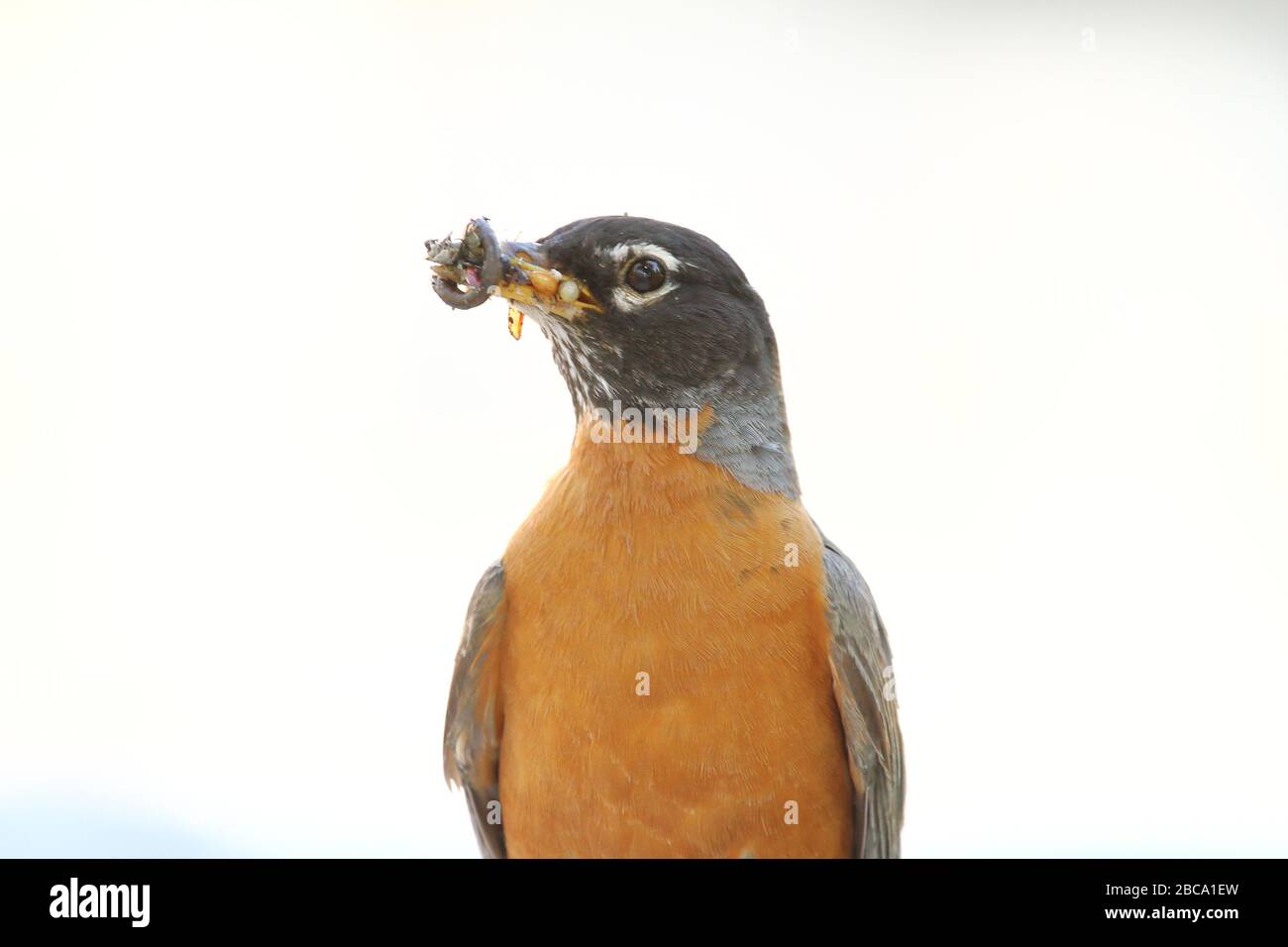 Robin eating larvae hi-res stock photography and images - Alamy