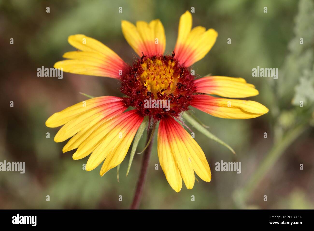 Indian blanket flower (Gaillardia pulchella) growing in sandy soil of New Mexico (United States) Stock Photo