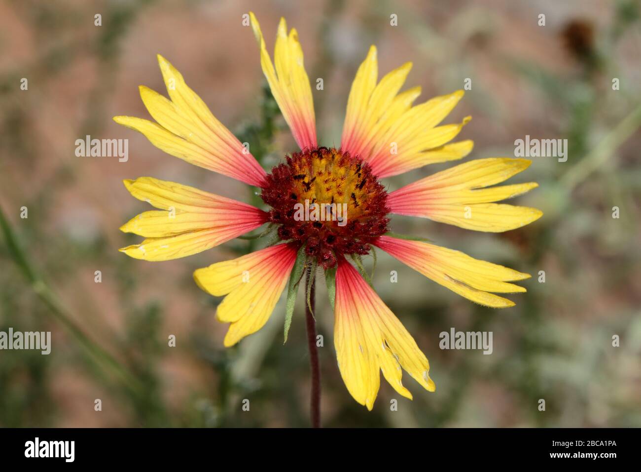 Indian blanket flower (Gaillardia pulchella) growing in sandy soil of New Mexico (United States) Stock Photo