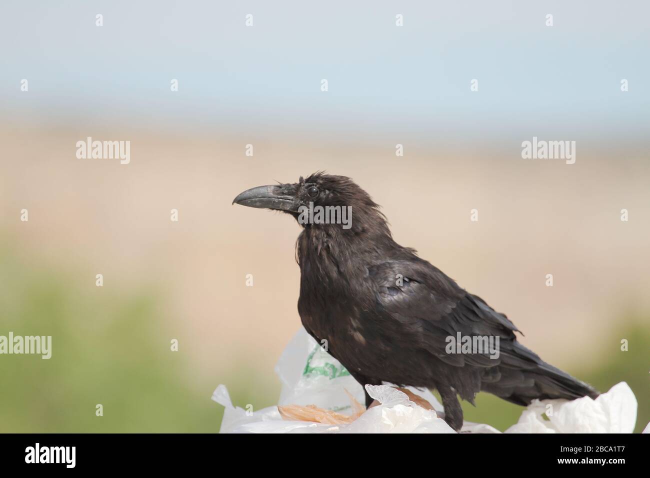 Common raven is eating food waste wrapped on plastic bags in a rubbish dump Stock Photo
