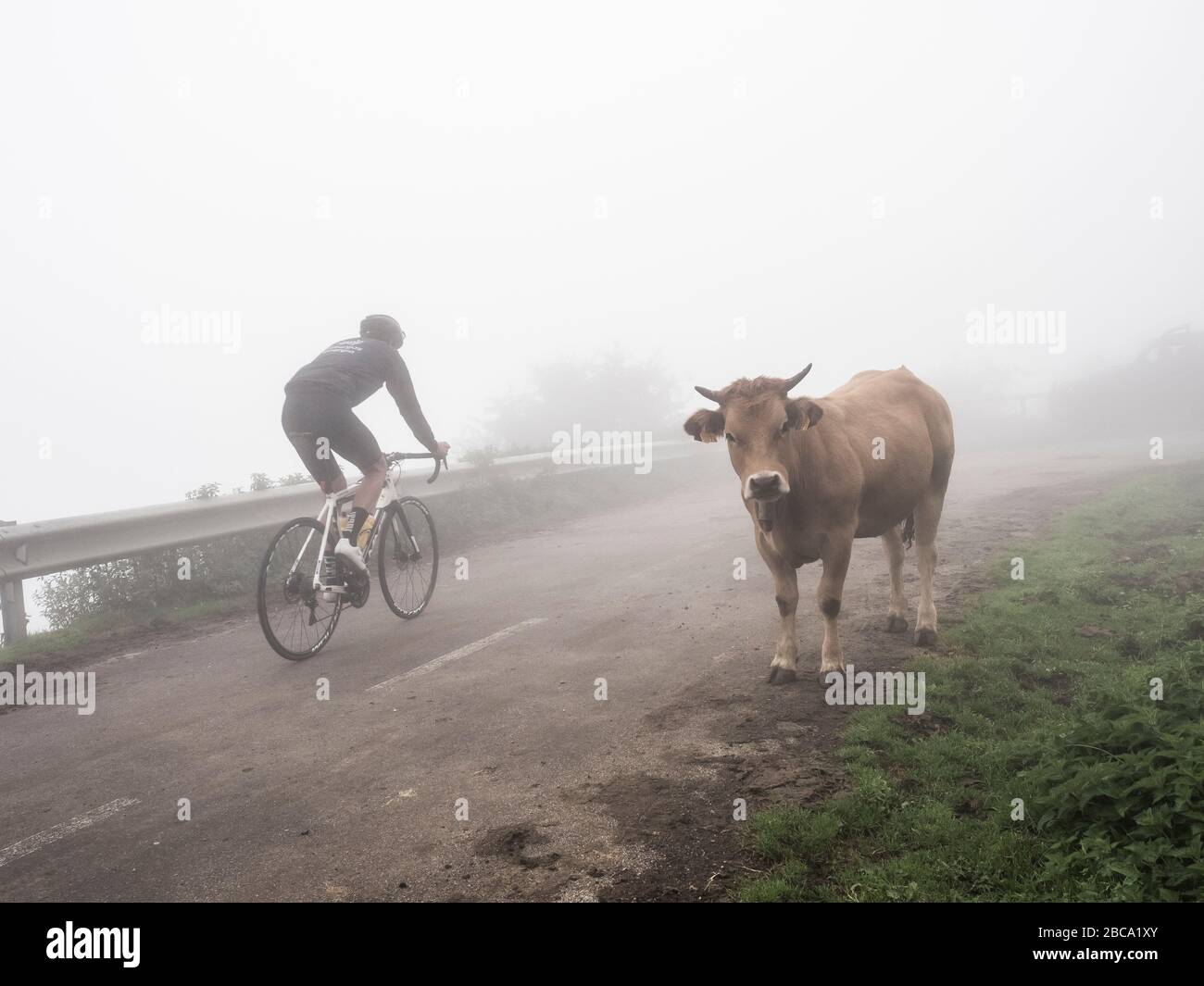 Road cycling in Asturias, northern Spain. Road cyclists on mountain road to the summit of Angliru, a mythical mountain arrival of the Vuelta a España Stock Photo