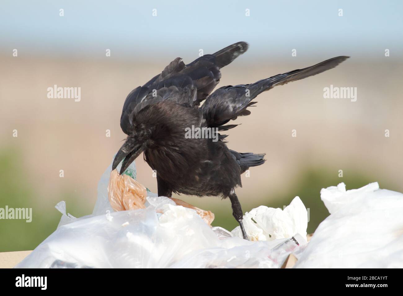 Common raven is eating food waste wrapped on plastic bags in a rubbish dump Stock Photo