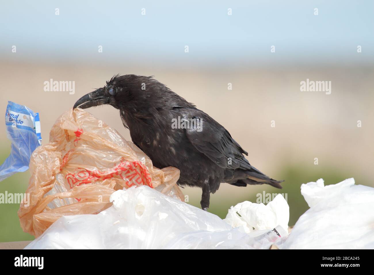 Common raven is eating food waste wrapped on plastic bags in a rubbish dump Stock Photo