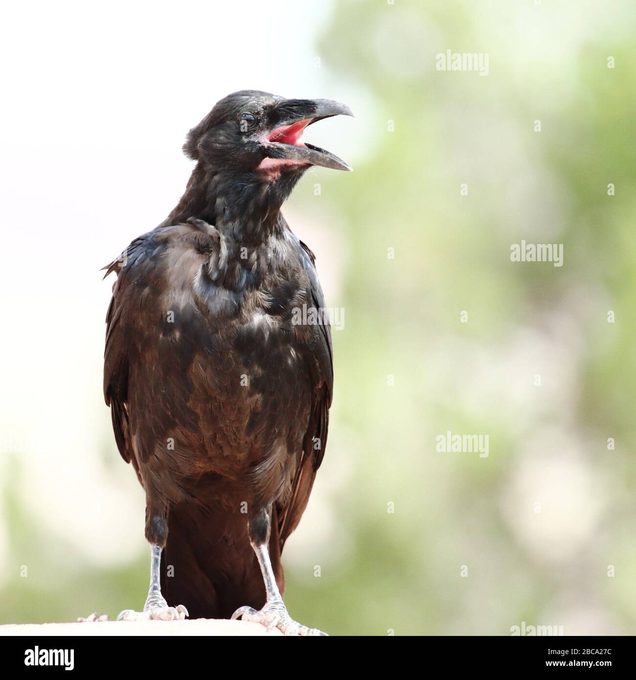 Common raven is eating food waste wrapped on plastic bags in a rubbish dump Stock Photo