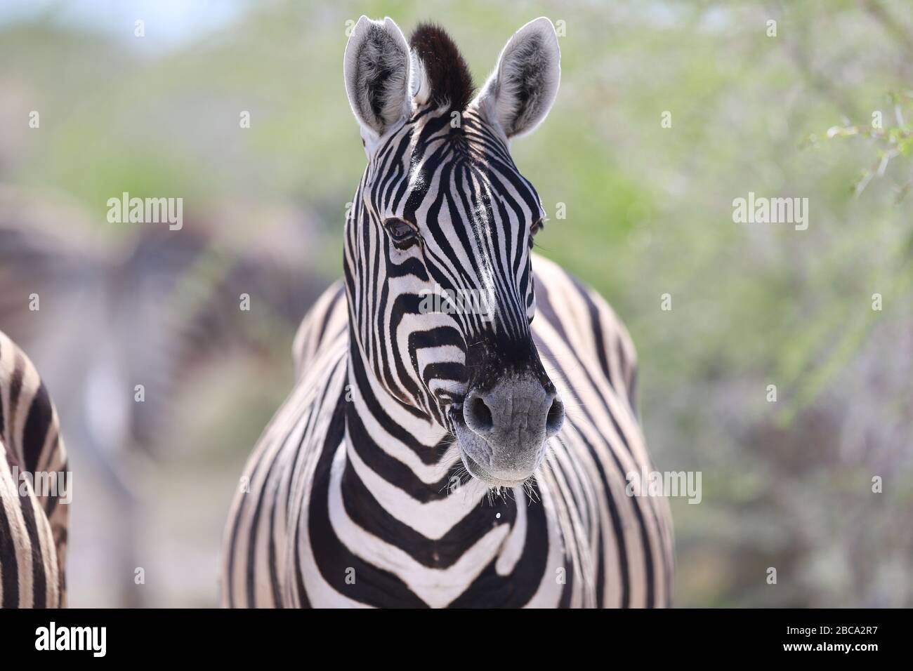 Zebra pan namib desert namibia hi-res stock photography and images - Alamy