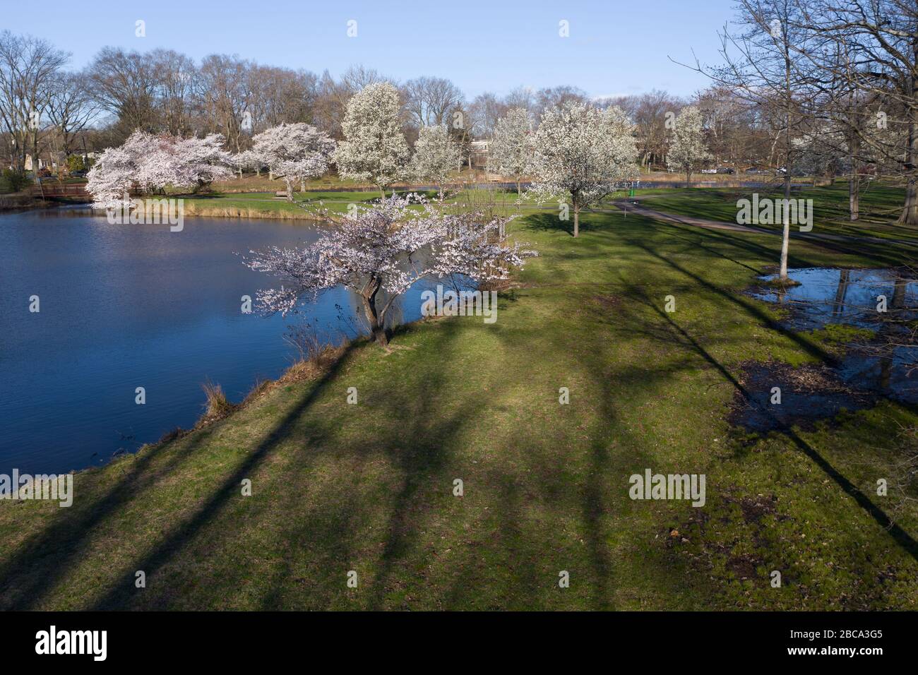 Aerial view of long shadows from tall trees on green grass along a lake with pink cherry trees in the background. Stock Photo