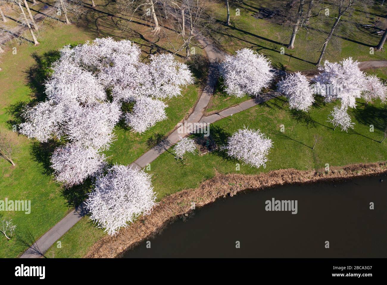 Aerial view of pretty, pink cherry trees in full bloom along a lake during Spring. Stock Photo
