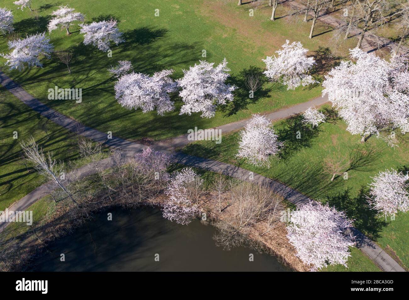 Aerial view of cherry trees in full bloom surrounding a pond with pretty pink blossoms. Stock Photo