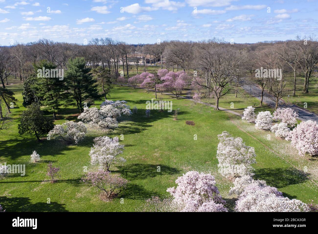 Aerial view of a park in Spring with pink cherry trees and green grass. Stock Photo