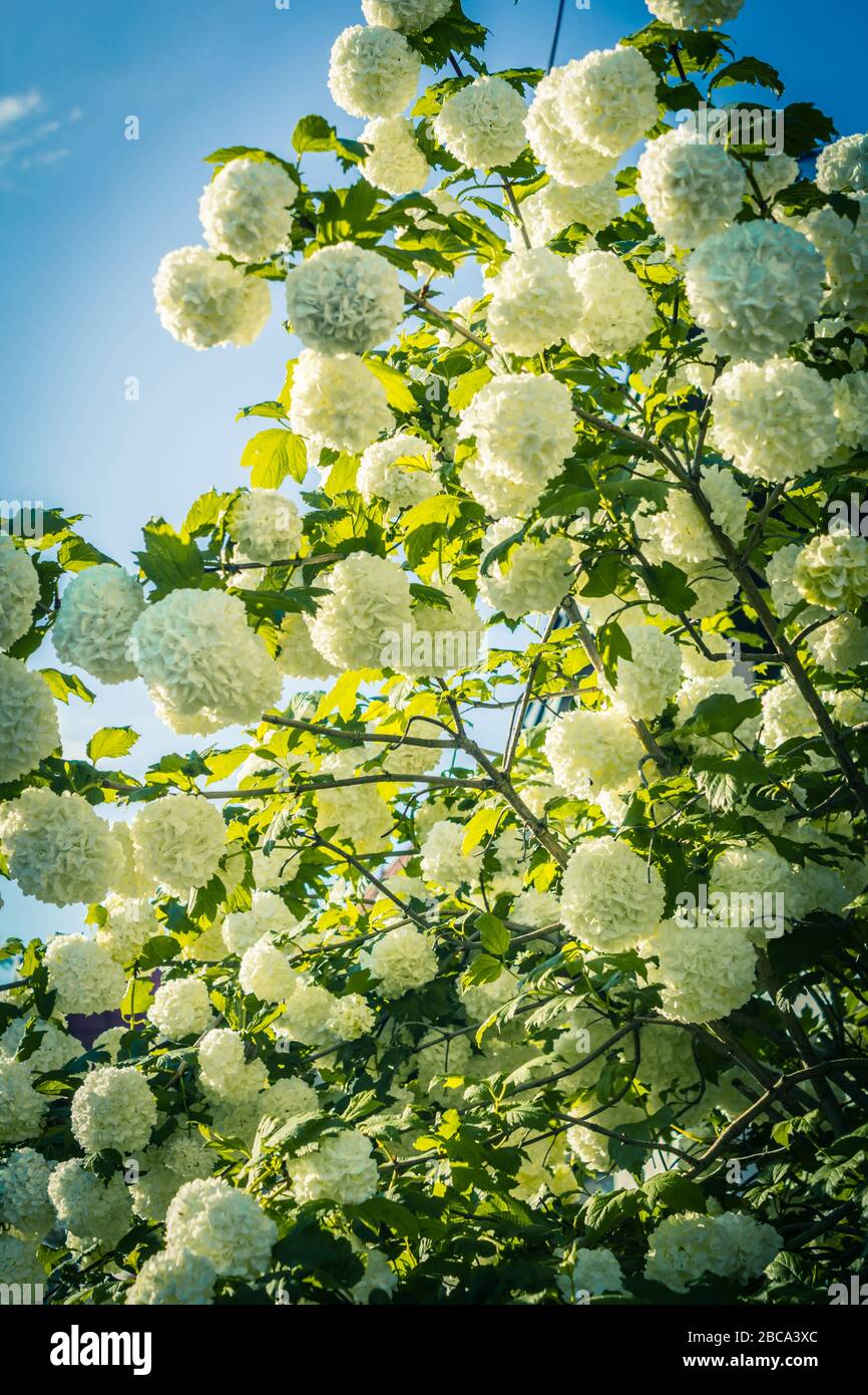 Blooming white balls of vibrunum flower in Spring Stock Photo