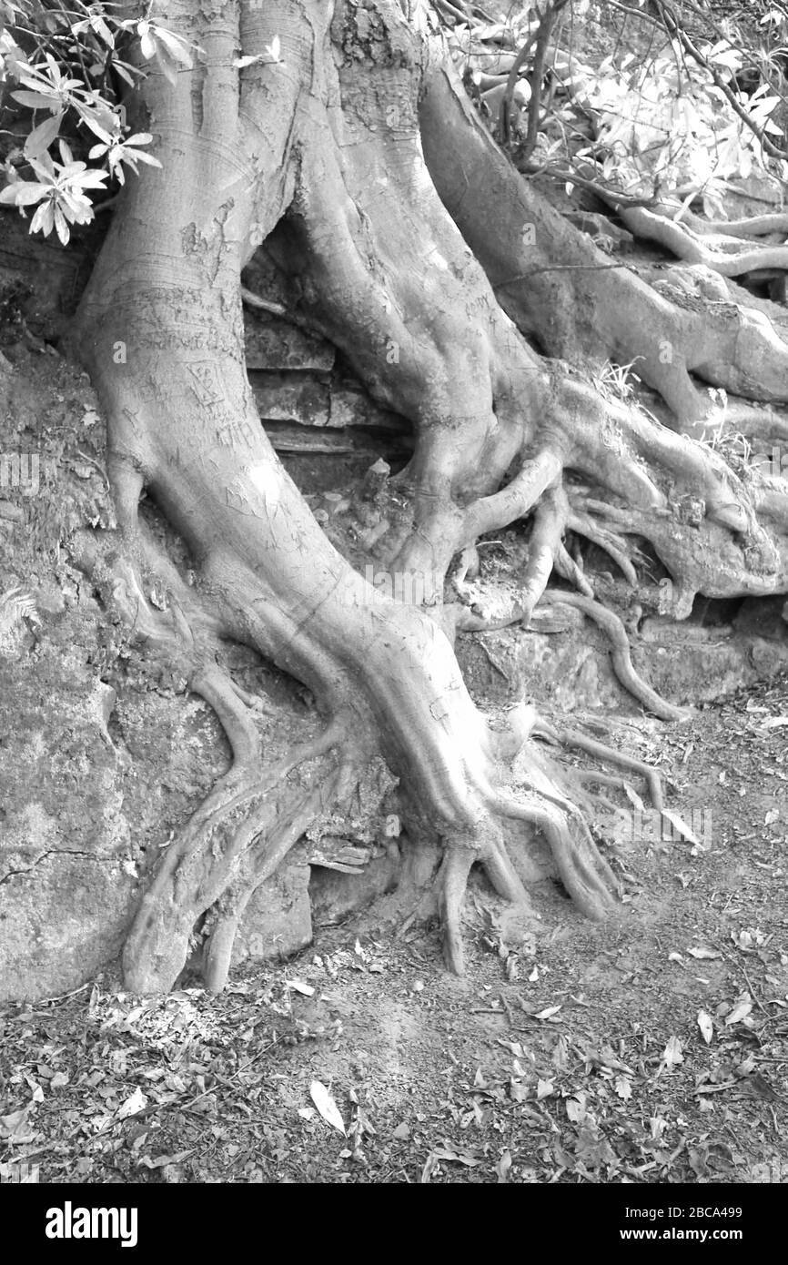 Tree roots in black and white Stock Photo - Alamy