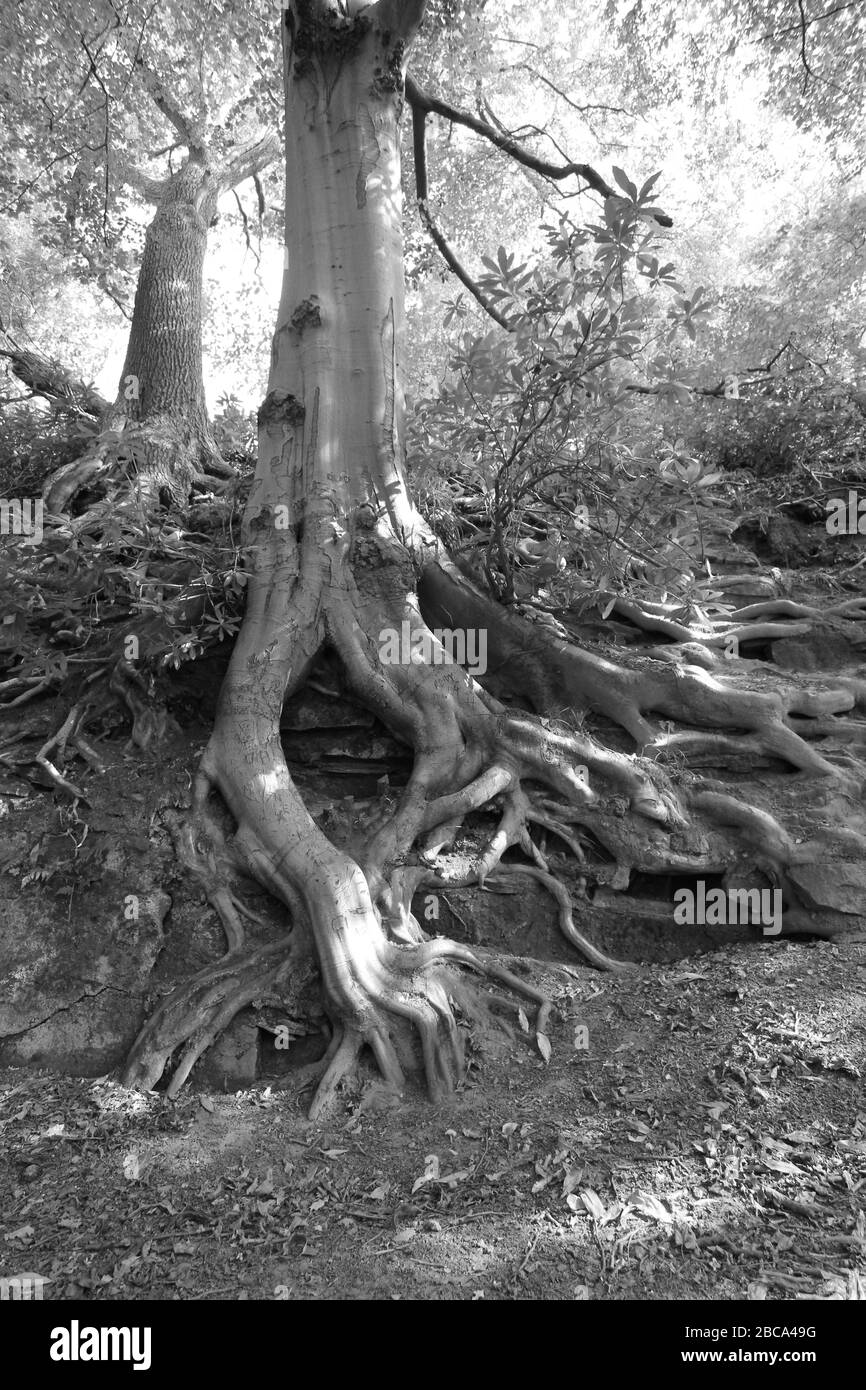 Tree roots in black and white Stock Photo - Alamy