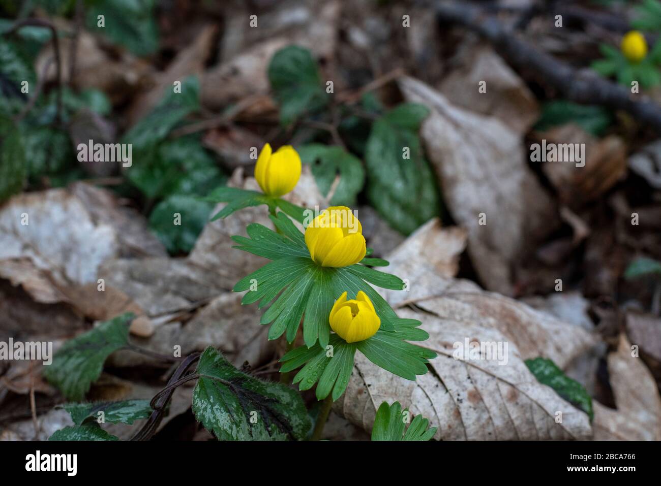 Winter aconites, signs of spring, Eranthis hyemalis Stock Photo