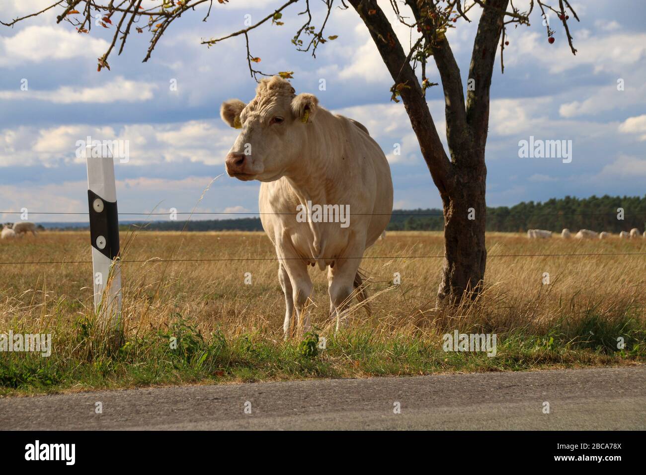 A cow watches the traffic on a country road Stock Photo