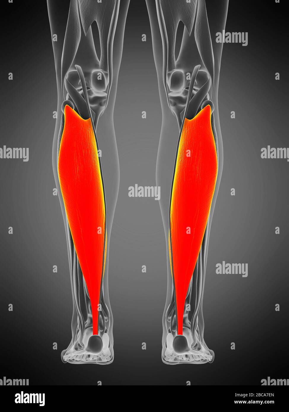 Soleus muscle, illustration Stock Photo Alamy