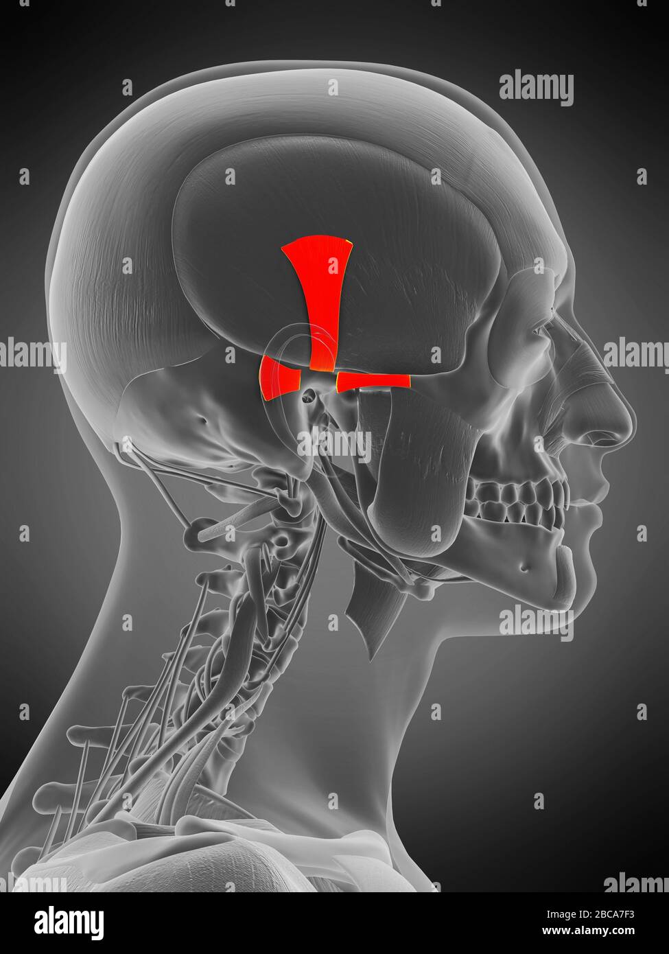 Ear Rotation Muscles Ear muscles, illustration Stock Photo - Alamy