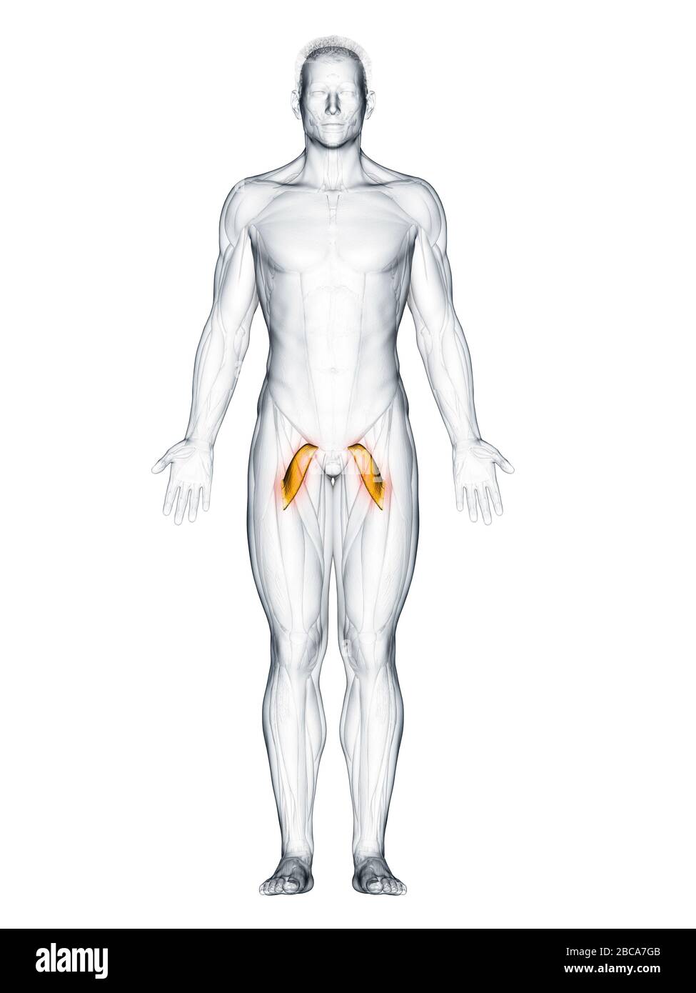 Pectineus muscle, illustration Stock Photo Alamy