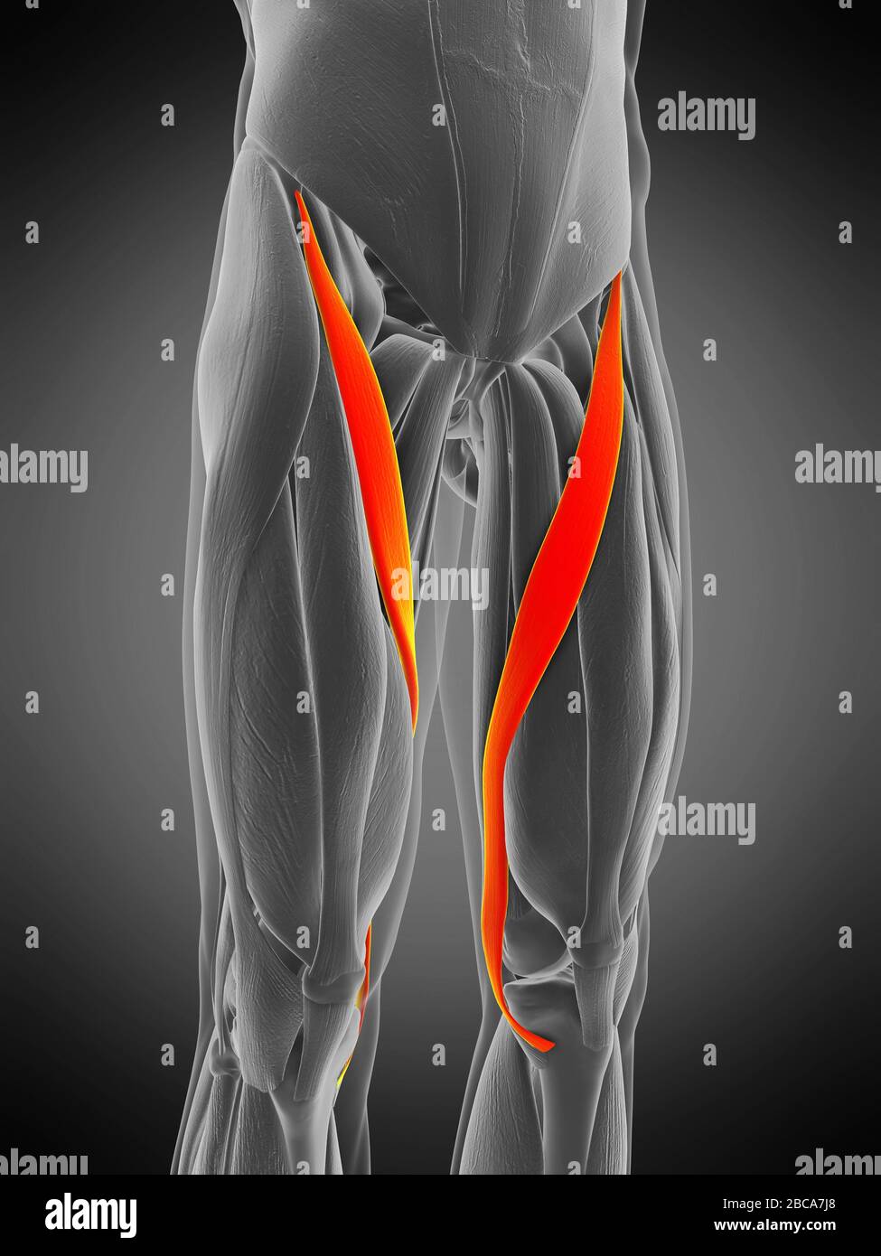 Sartorius Muscle High Resolution Stock Photography and Images Alamy