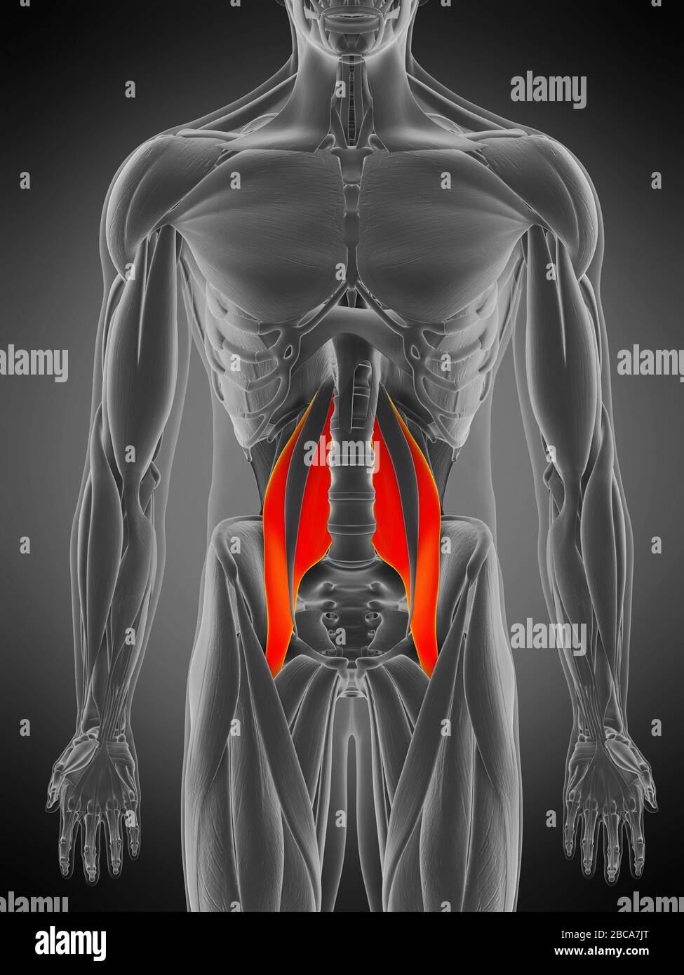 Psoas Major Muscle | atelier-yuwa.ciao.jp