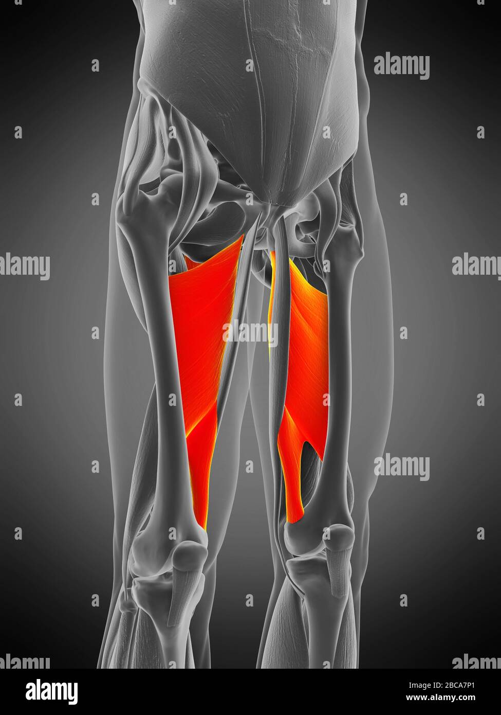 Adductor magnus muscle, illustration Stock Photo Alamy
