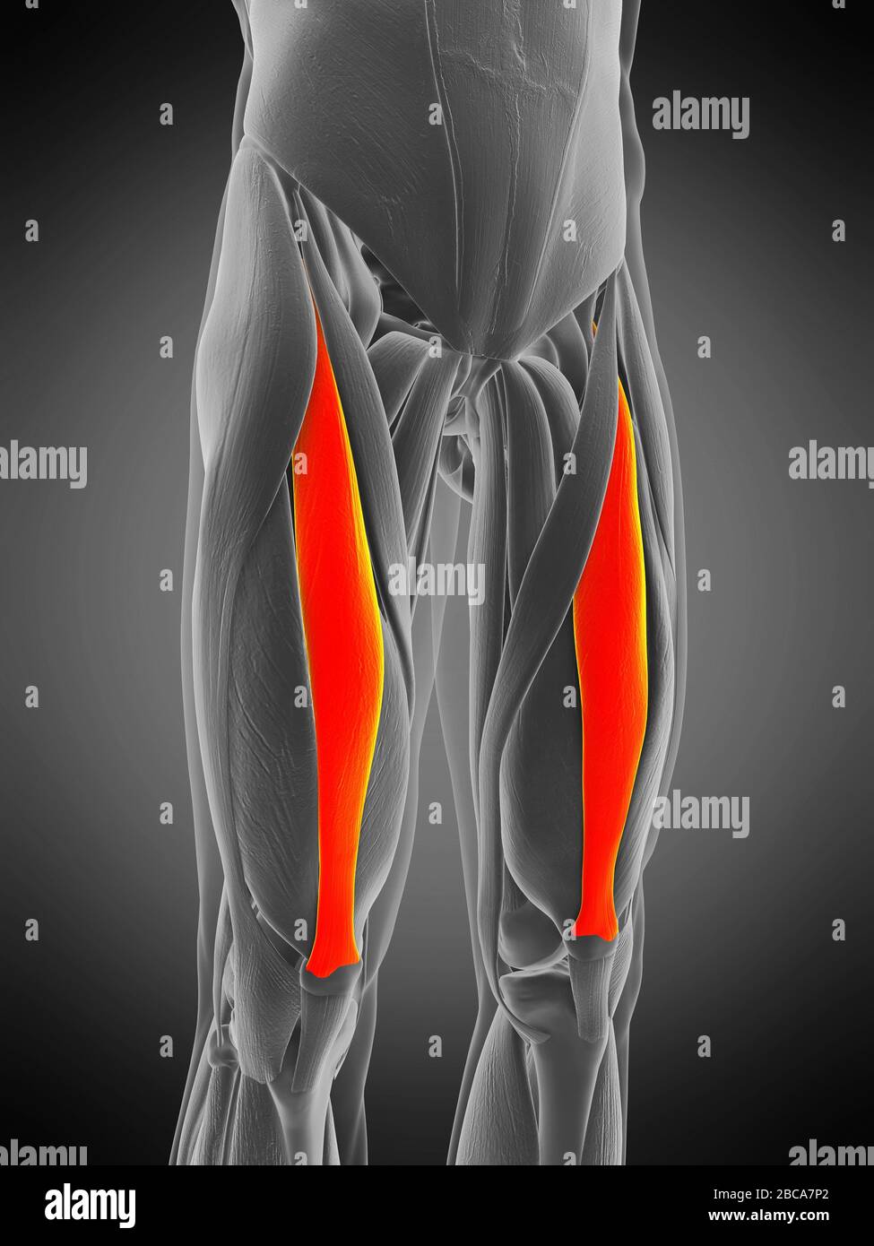 Rectus Femoris Muscle