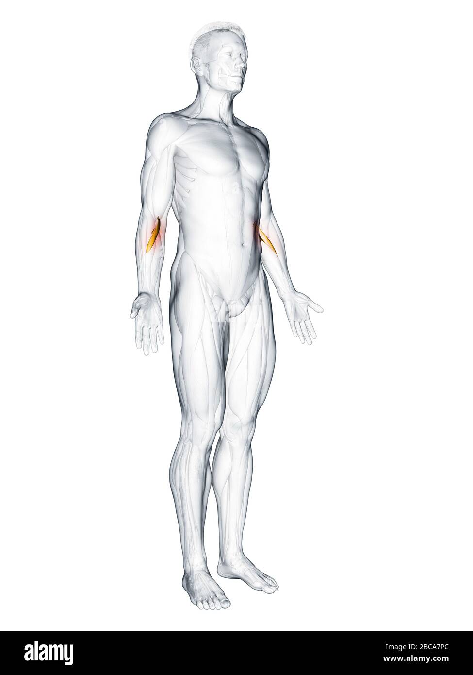 Pronator teres muscle, illustration. Stock Photo