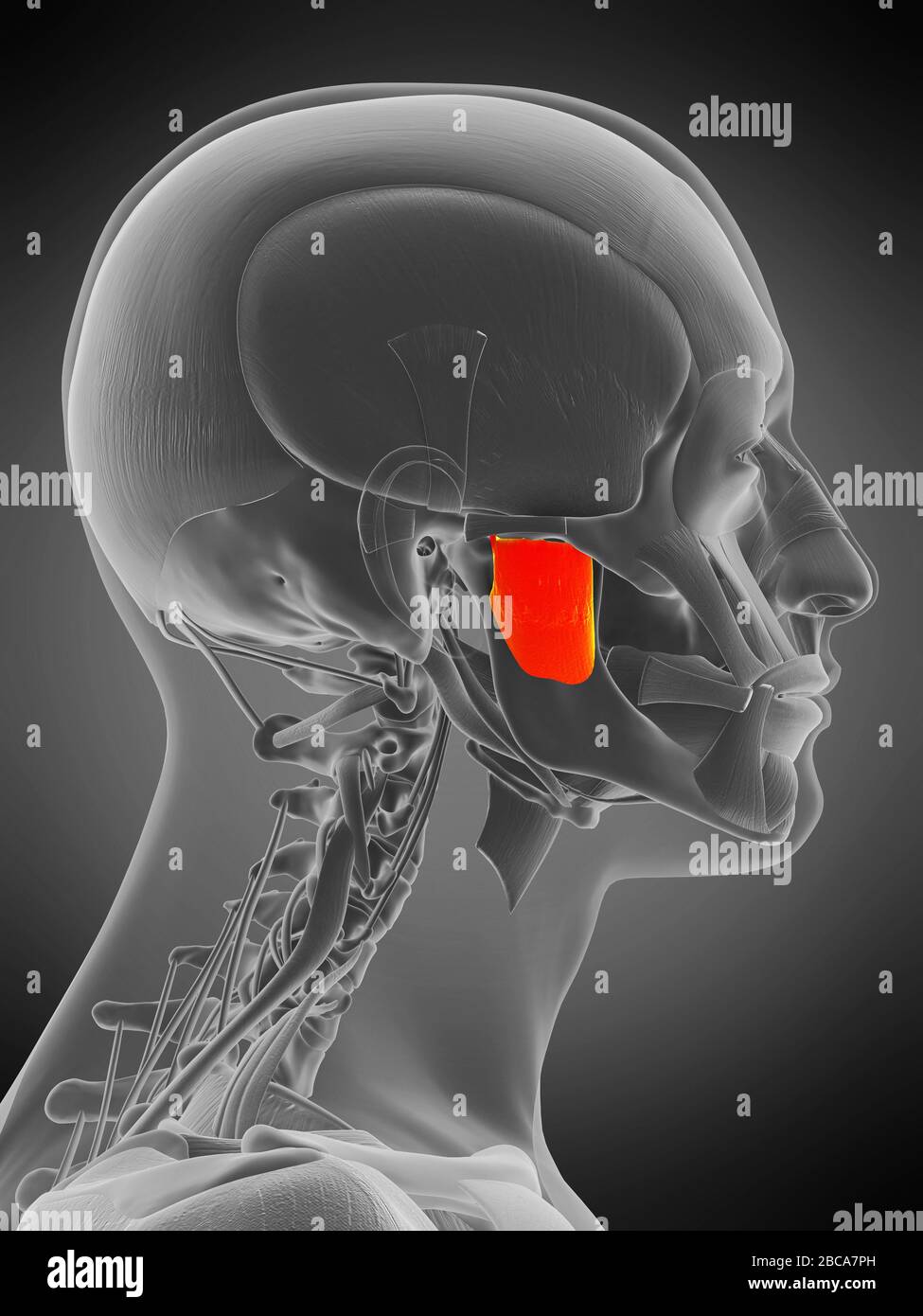 Masseter deep muscle, illustration. Stock Photo