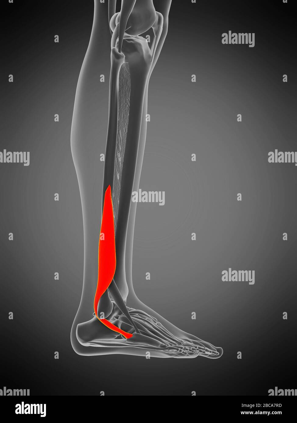 Peroneus brevis muscle, illustration. Stock Photo