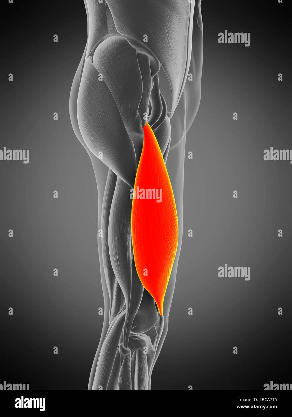 Vastus lateralis muscle, illustration Stock Photo Alamy