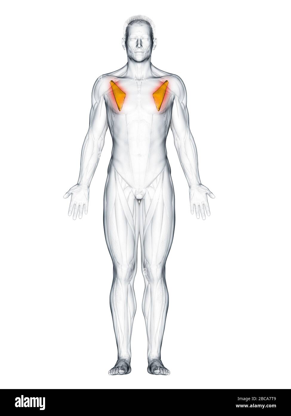 Pectoralis minor muscle, illustration Stock Photo Alamy