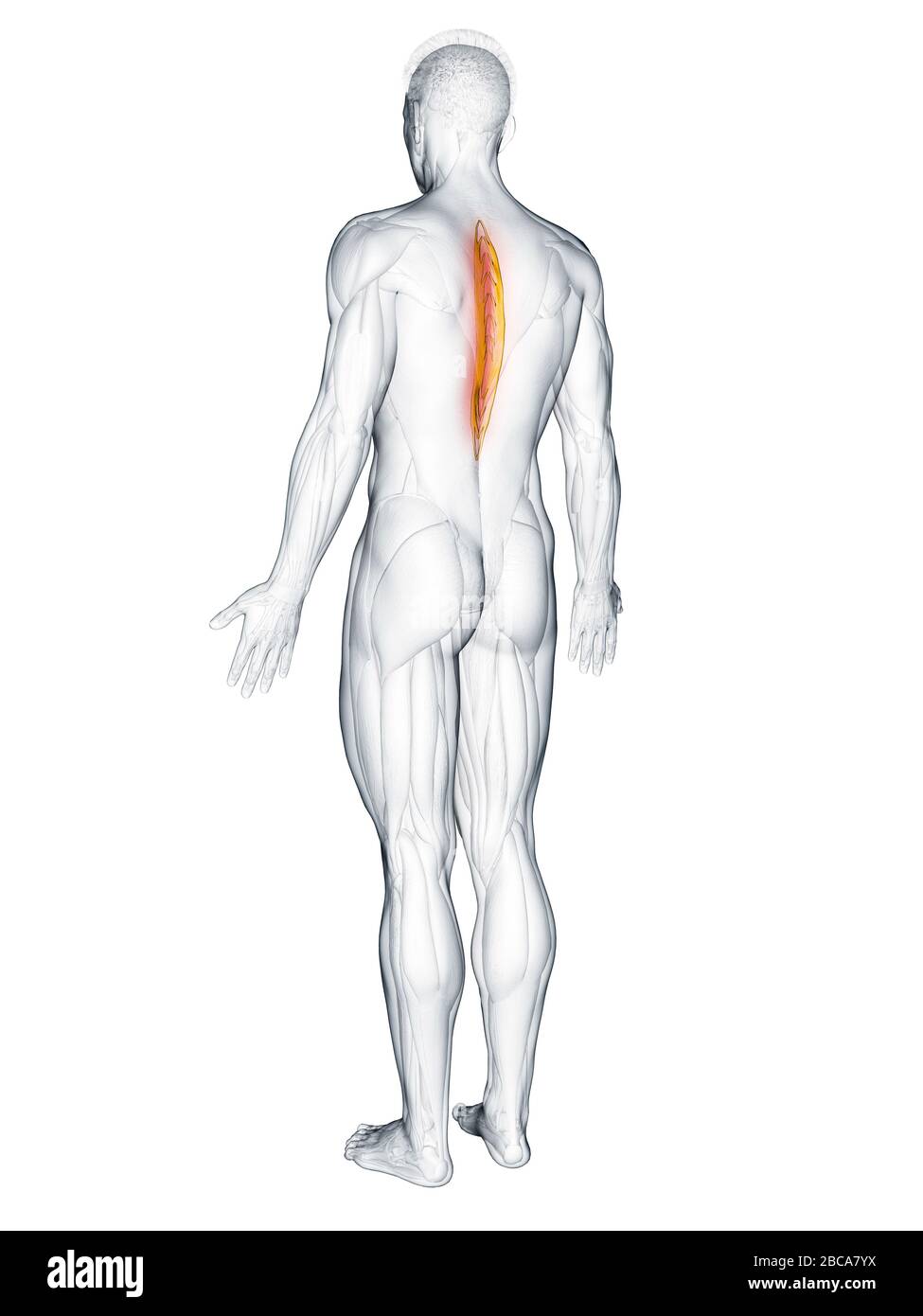 Spinalis thoracis muscle, illustration. Stock Photo