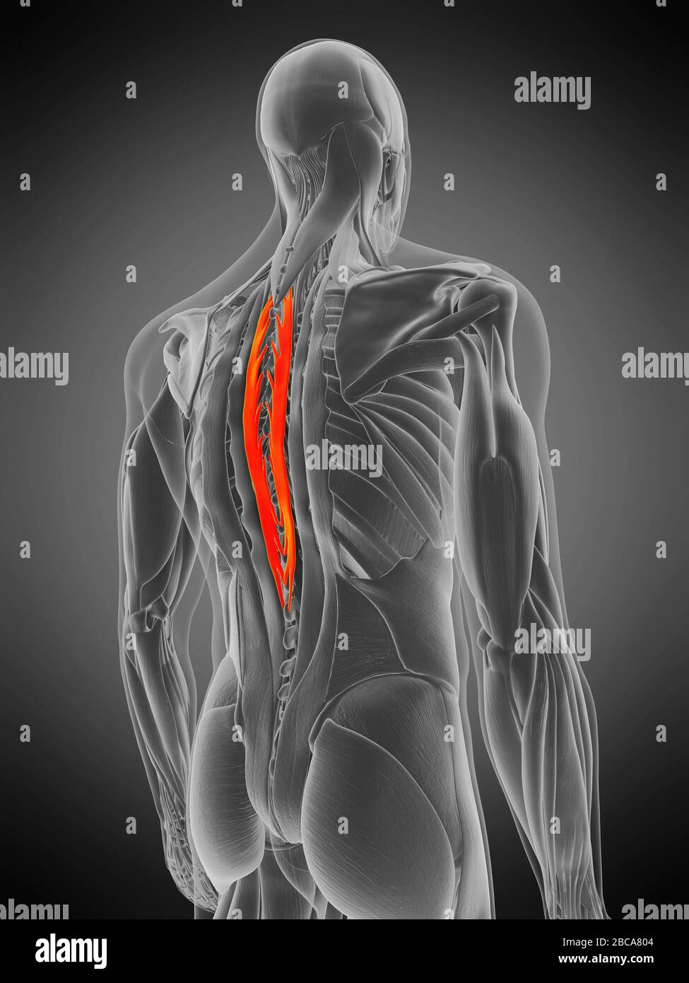 Spinalis thoracis muscle, illustration. Stock Photo