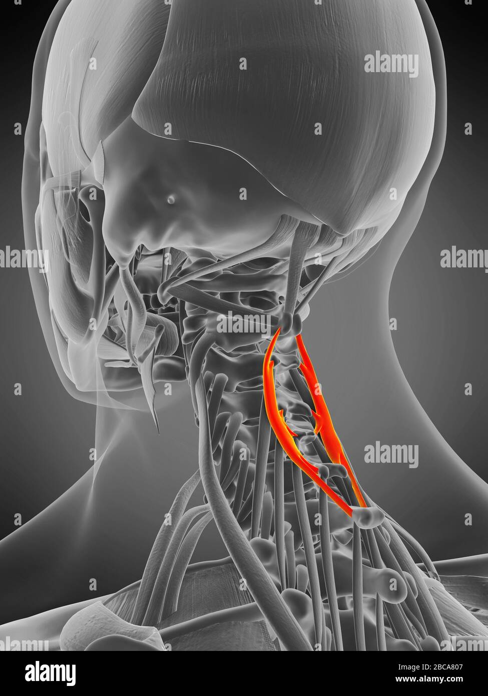 Spinalis cervicis muscle, illustration. Stock Photo