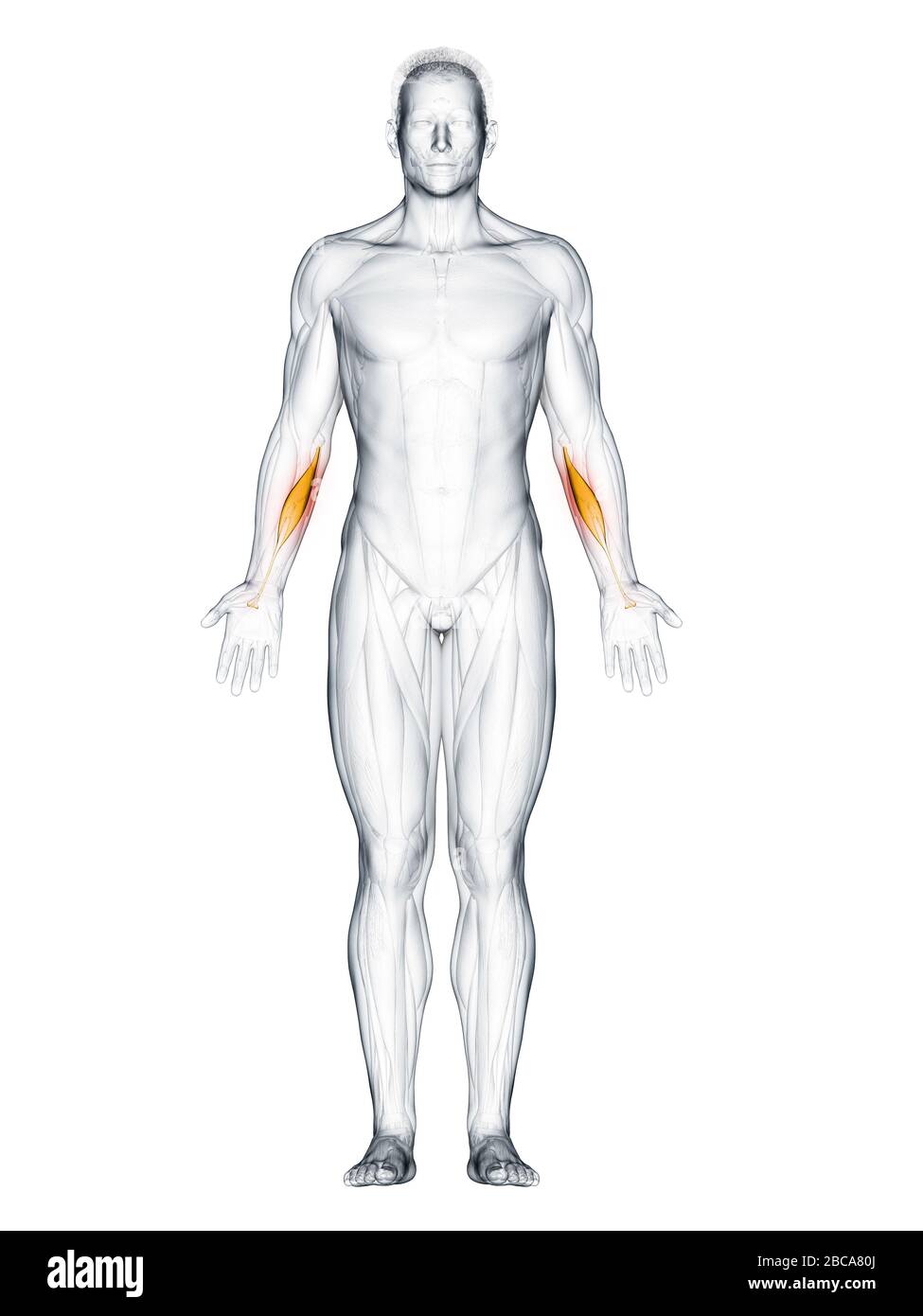 Flexor carpi radialis muscle, illustration. Stock Photo