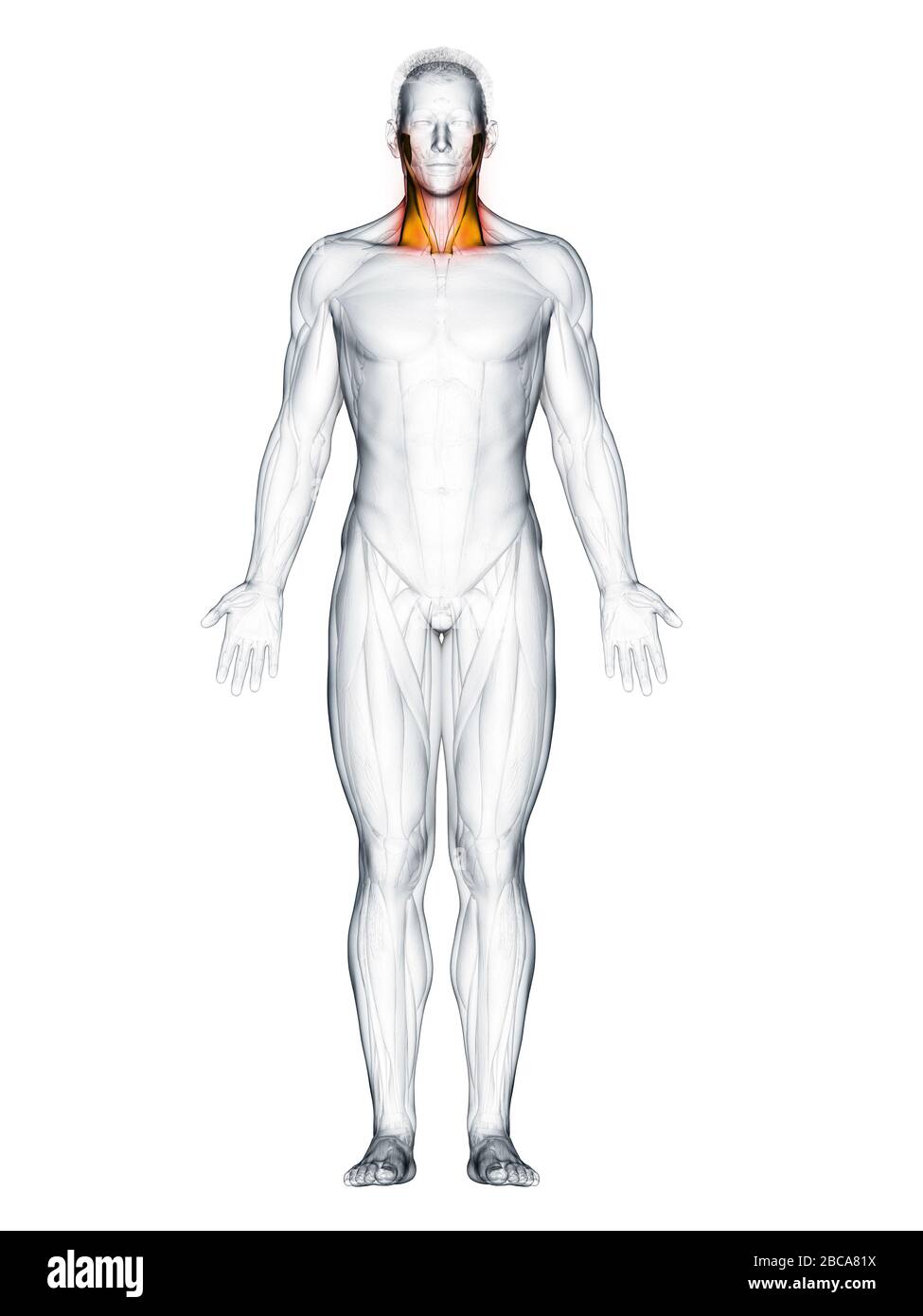 Sternocleidomastoid muscle, illustration Stock Photo - Alamy