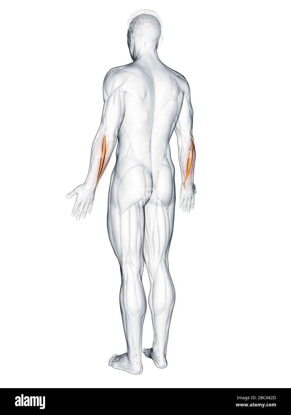 Extensor carpi ulnaris muscle, illustration. Stock Photo