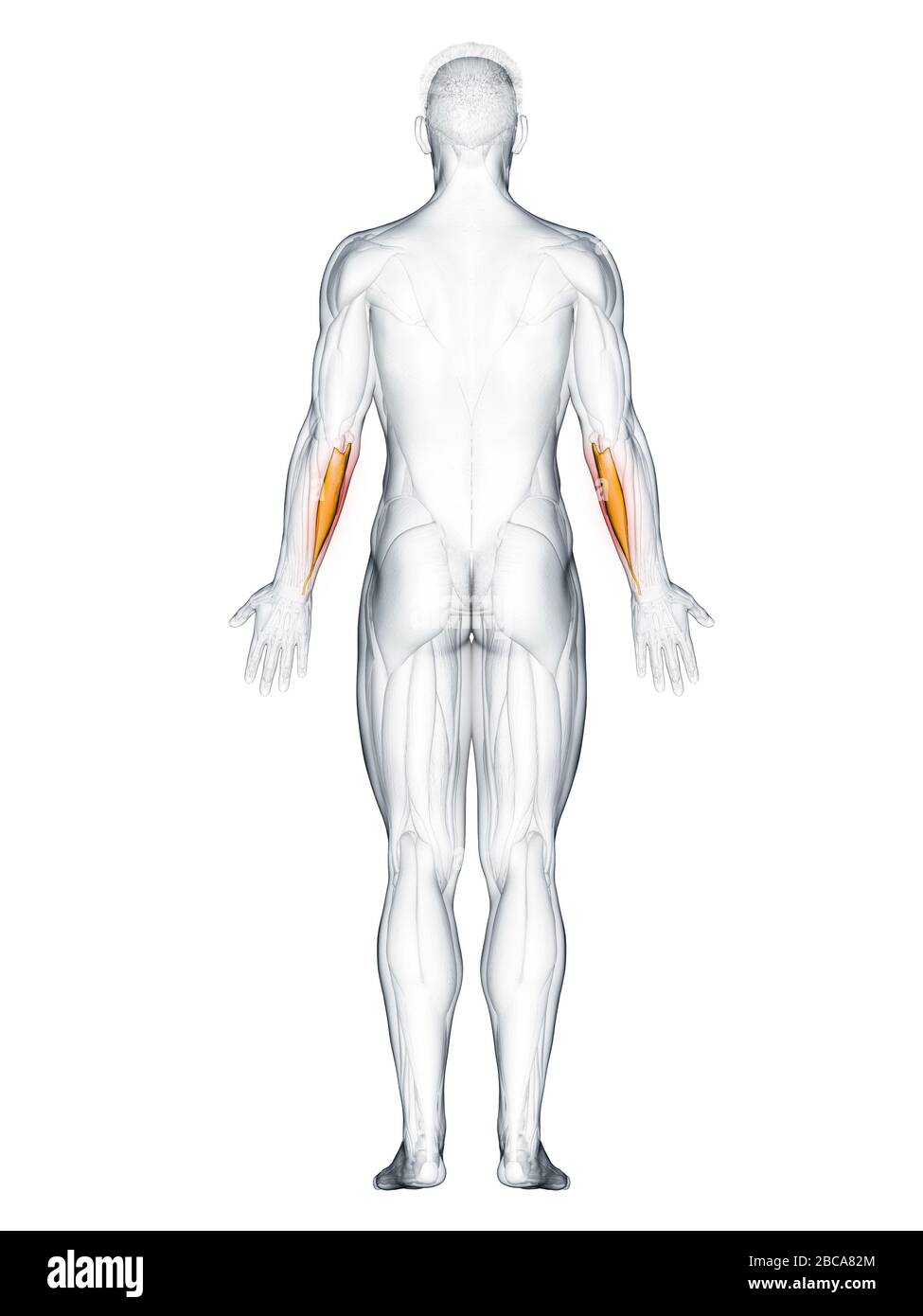 Flexor carpi ulnaris muscle, illustration. Stock Photo