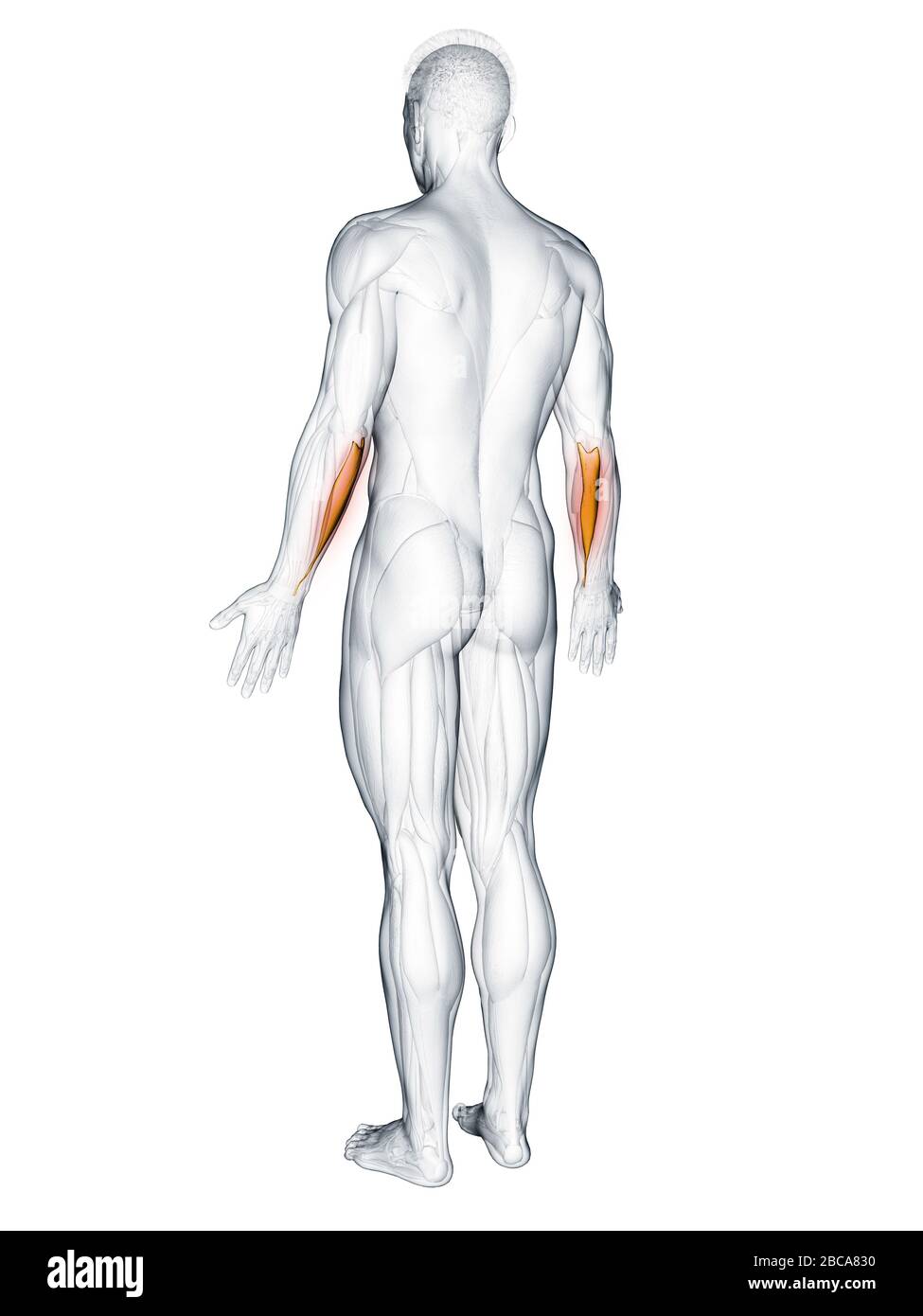 Flexor carpi ulnaris muscle, illustration. Stock Photo