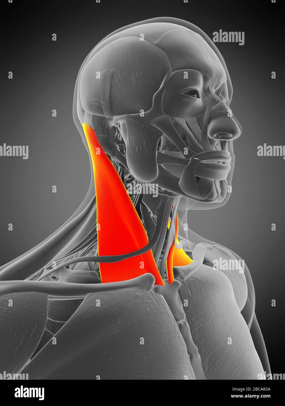 Sternocleidomastoid muscle, illustration Stock Photo - Alamy