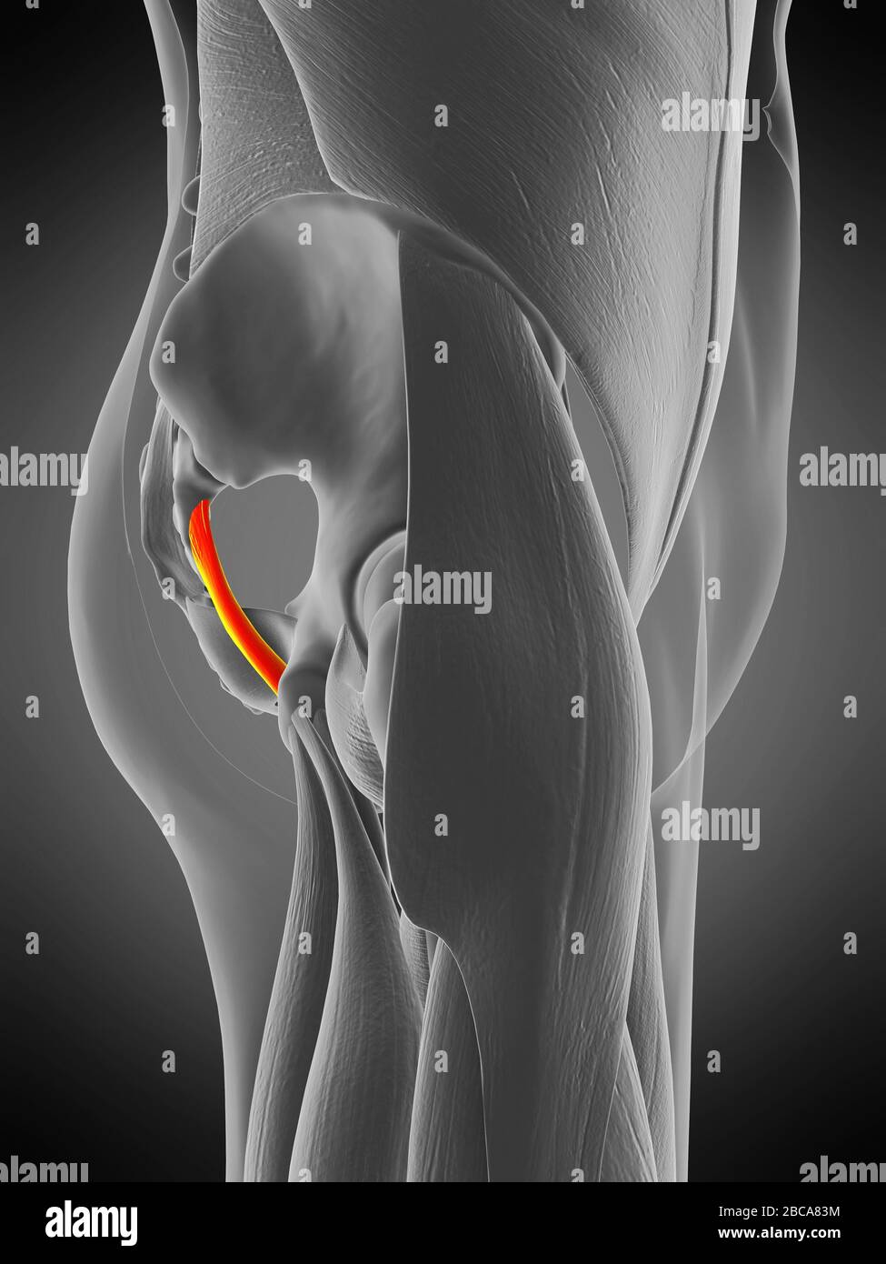 Sacrotuberous ligament muscle, illustration Stock Photo Alamy