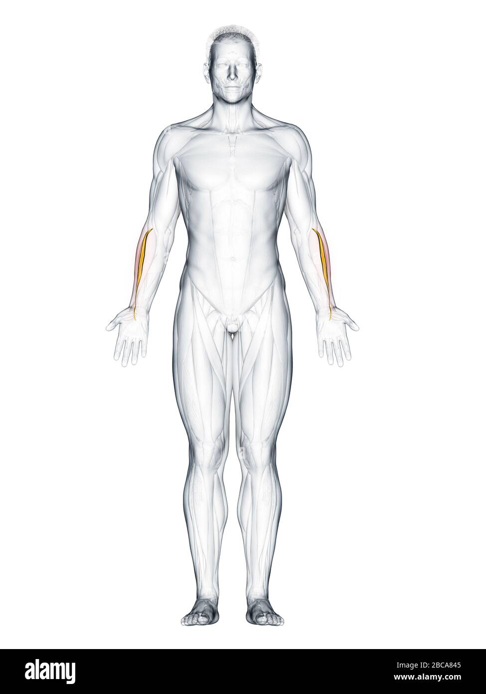 Extensor carpi radialis brevis muscle, illustration Stock Photo - Alamy